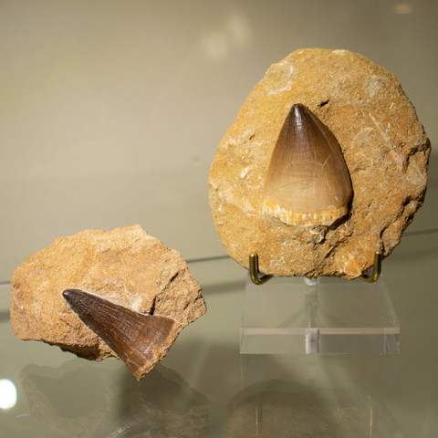 Collector's Mosasaur Tooth in Matrix - more examples