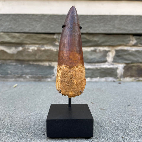 Museum Quality Spinosaurus Tooth - 3.75 A - Thumbnail