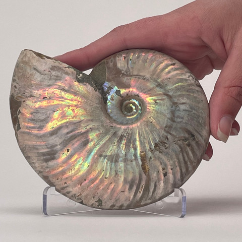 Iridescent Whole Ammonite - In Hand