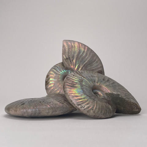 Iridescent Whole Ammonite - Variety