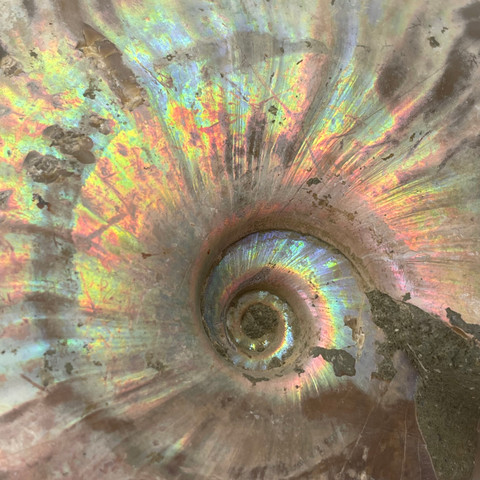 Iridescent Whole Ammonite - Close Up