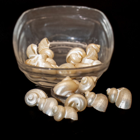 Brown Pacific Turban - Seashell