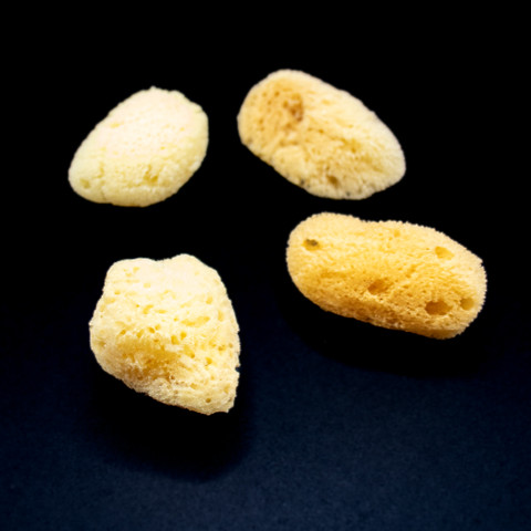 Sea Sponge 