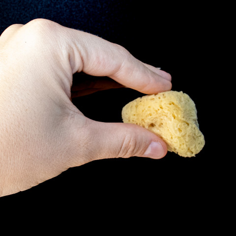 Sea Sponge  Sea Sponge