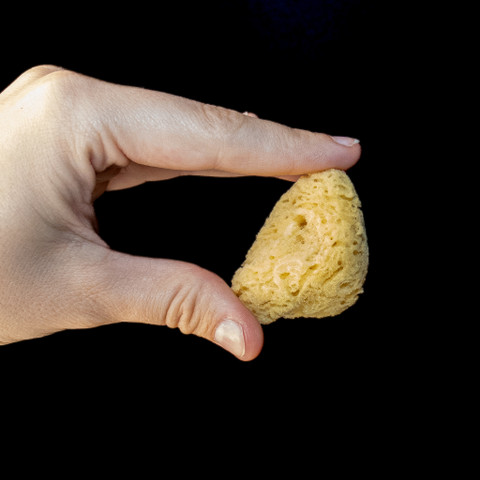 Sea Sponge  Sea Sponge