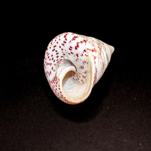 Large Strawberry Top - Seashell