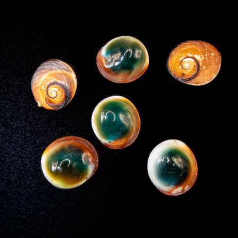 Cat's Eye - Seashell