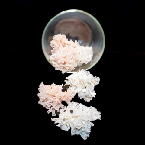 Lace Bryozoan Lace Bryozoan