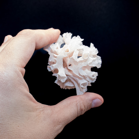 Lace Bryozoan Lace Bryozoan