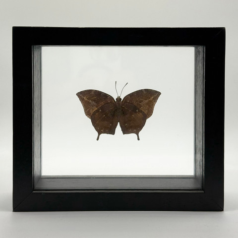 Anaea sp. Butterfly 