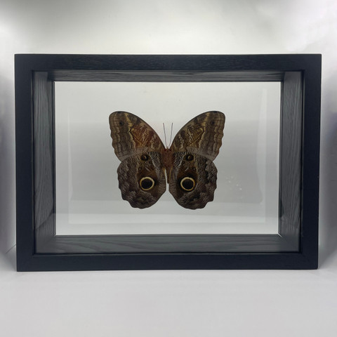 Idomeneus Giant Owl Butterfly -Caligo Idomeneus
