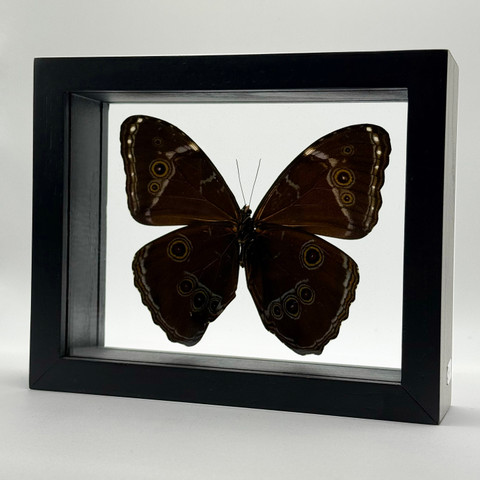 Achilles Morpho Butterfly -Morpho Achilles Underside