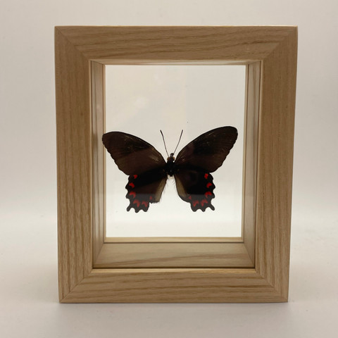 Montezuma's Cattleheart Butterfly  - Parides Montezuma