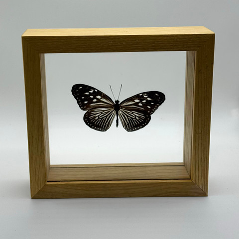 Striped Blue Crow Butterfly - Euploea Mulciber