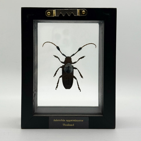 Golden Spotted Longhorn Beetle - Aristobia Approximator