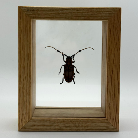 Golden Spotted Longhorn Beetle - Aristobia Approximator