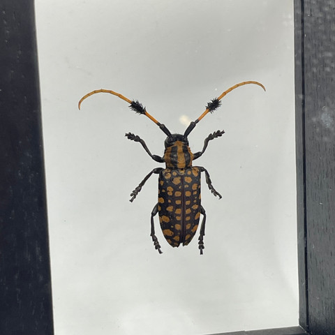 Golden Spotted Longhorn Beetle - Aristobia Approximator