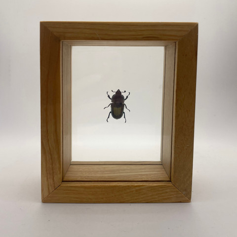 Common Sun Beetle - Amara Aenea