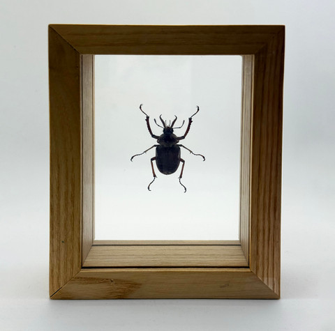 Southern South American Stag Beetle - Chiasognathus Jousselinii