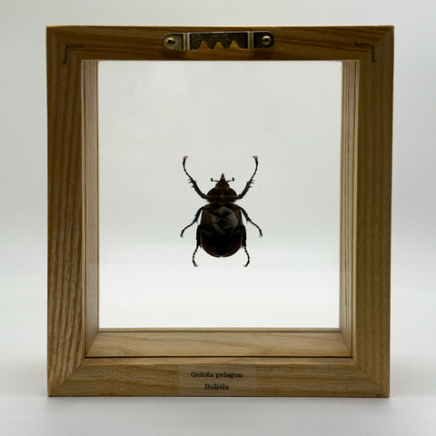 Rhinoceros Beetle - Golofa Pelagon
