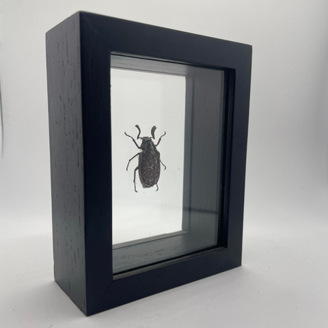 Pine Chafer - Polyphylla Fulio Marmorata