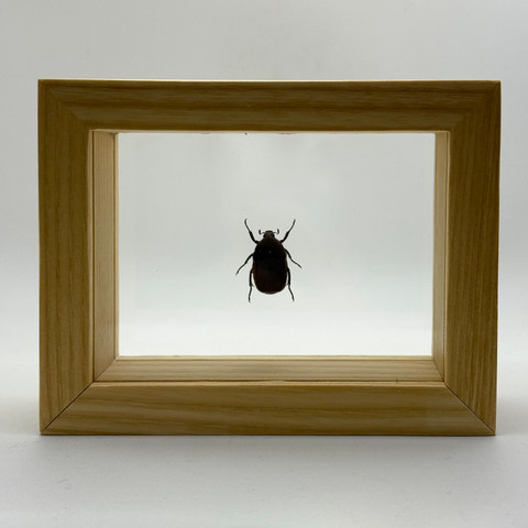 Scarab Beetle - Rhomborhina Formosana