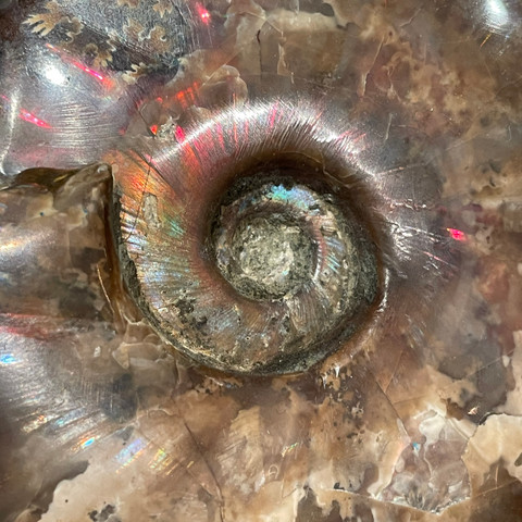 Large Fossil Ammonite - Cleoniceras species Large Fossil Ammonite - Cleoniceras species