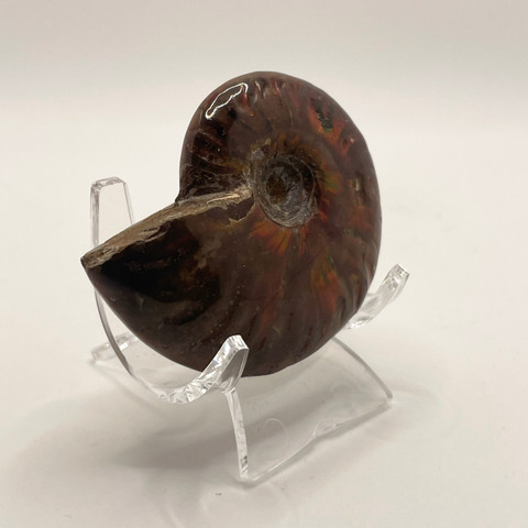 Small Fossil Ammonite - Cleoniceras species