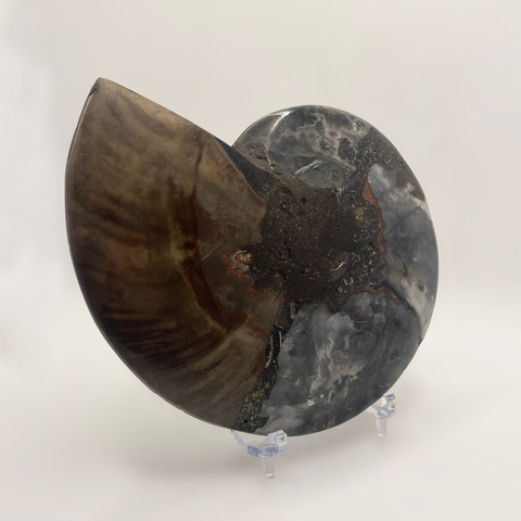 Black Cleoniceras Ammonite Pair Black Cleoniceras Ammonite Pair