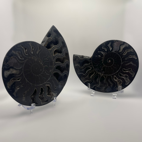 Black Cleoniceras Ammonite Pair