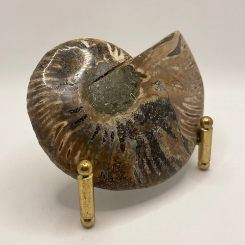 Cleoniceras Ammonite Pair Cleoniceras Ammonite Pair