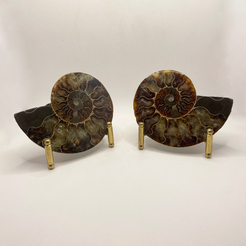 Pyritized Ammonite Pair | Evolution Store