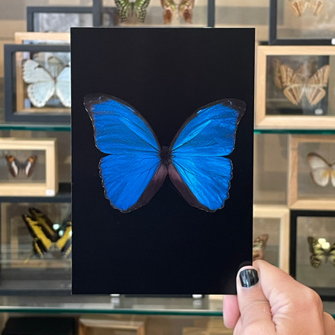 Morpho Butterfly Postcard