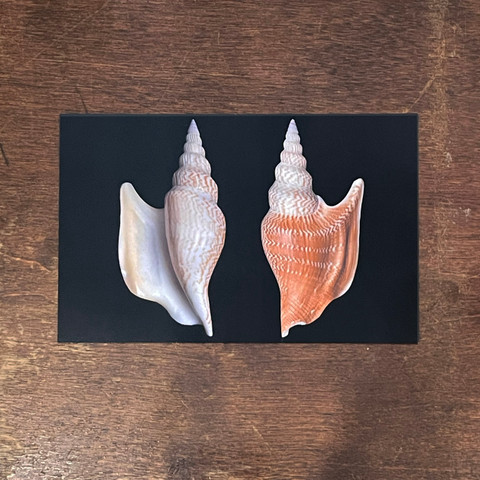 Lister's Conch Postcard Lister's Conch Postcard