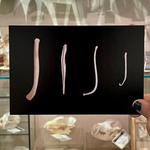 Baculum Comparison Postcard