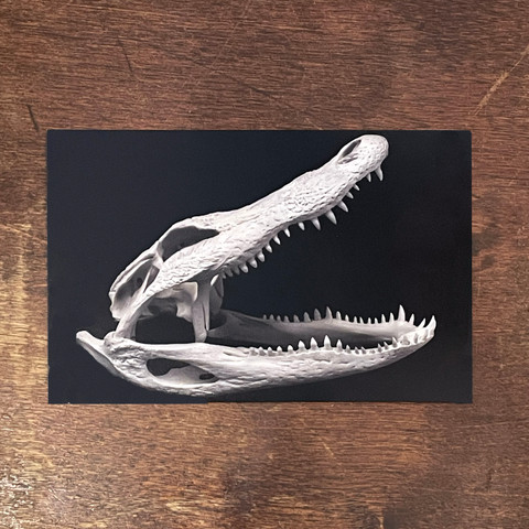 Alligator Skull Postcard Alligator Skull Postcard