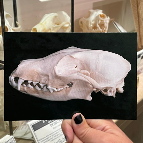 Coyote Skull Postcard