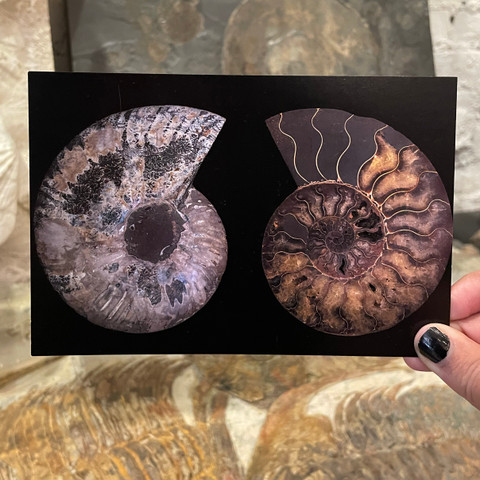 Ammonite Postcard