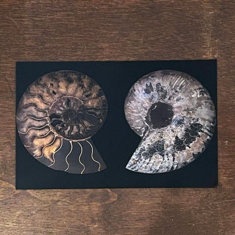 Ammonite Postcard Ammonite Postcard