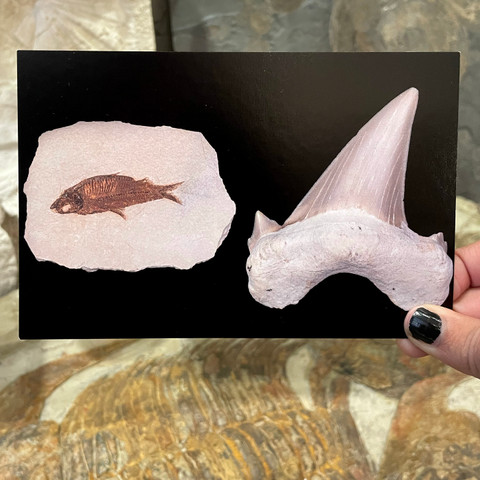 Fossil Pair Postcard Fossil Pair Postcard