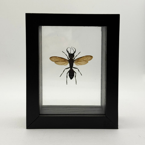 Garuda Wasp - Megalara Garuda