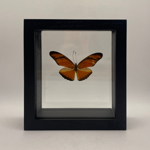 Julia Butterfly - Dryas Julia 