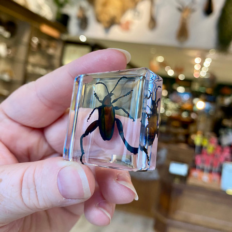 Frog-legged Beetle in Resin