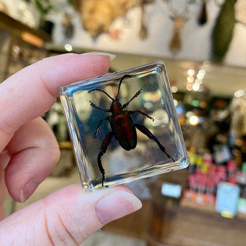 Frog-legged Beetle in Resin