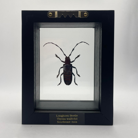 Longhorn Beetle - Thysia Wallichii