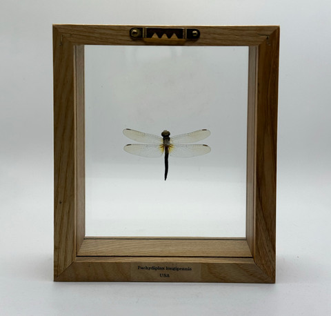 Blue Dasher Dragonfly - Pachydiplax Longipennis