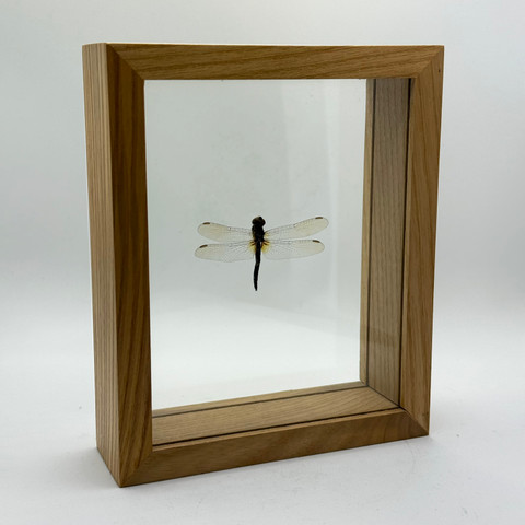 Blue Dasher Dragonfly - Pachydiplax Longipennis