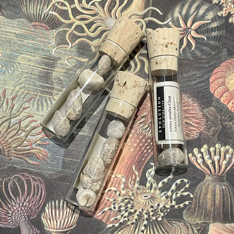 Fossil Bivalve Clams - Vial