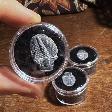 Elrathia kingii - Fossil Trilobite Mini