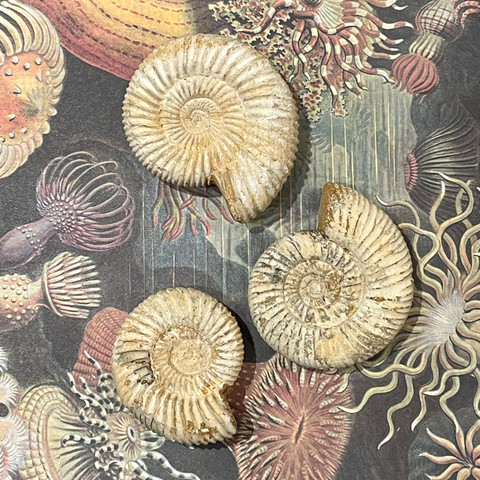 Perisphinctes species - Fossil Ammonite Perisphinctes species - Fossil Ammonite